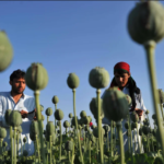 Drug Trafficking from Afghanistan in Pakistan