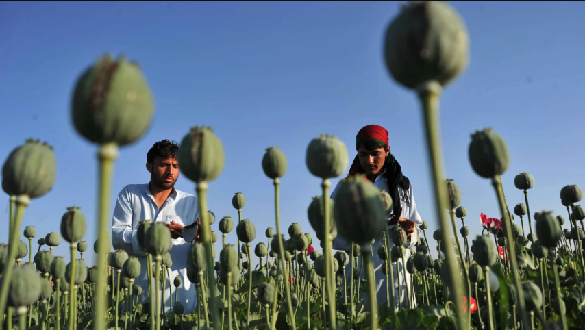 Drug Trafficking from Afghanistan in Pakistan
