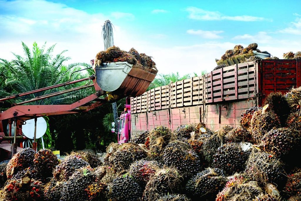 Palm-oil-policy