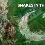 Snakes in the Grass