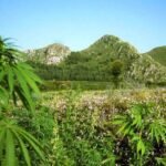 Tirah Valley of Khyber Pakhtunkhwa and the Cannabis Economy