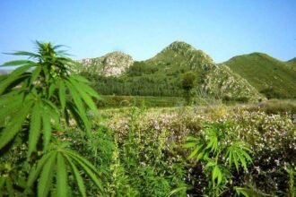 Tirah Valley of Khyber Pakhtunkhwa and the Cannabis Economy